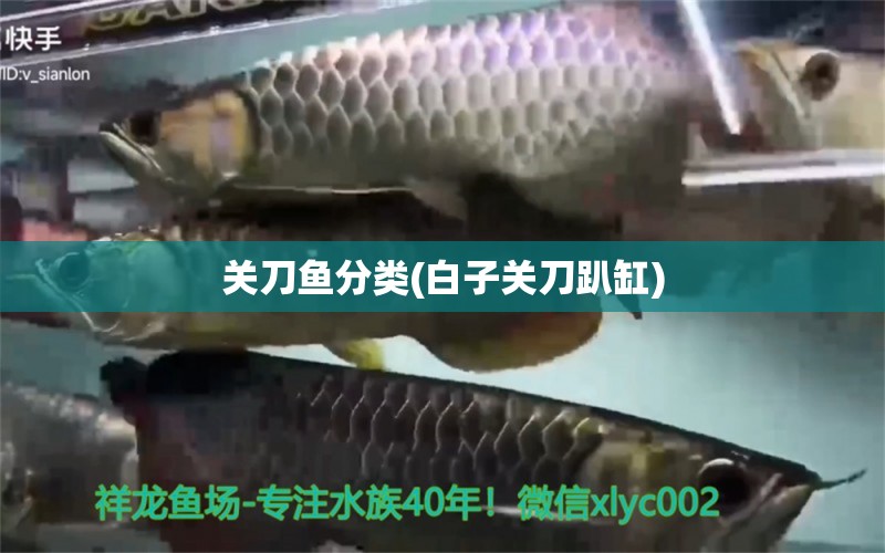 關(guān)刀魚分類(白子關(guān)刀趴缸) 白子關(guān)刀魚