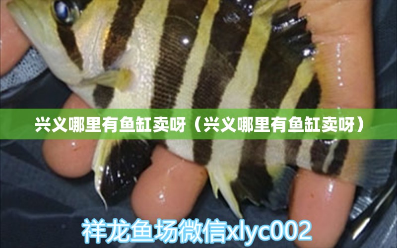 興義哪里有魚缸賣呀（興義哪里有魚缸賣呀）