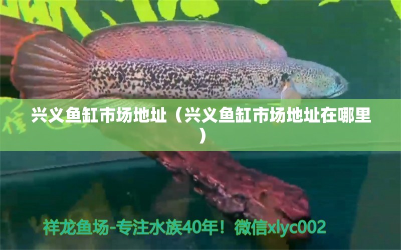 興義魚缸市場地址（興義魚缸市場地址在哪里） 其他品牌魚缸