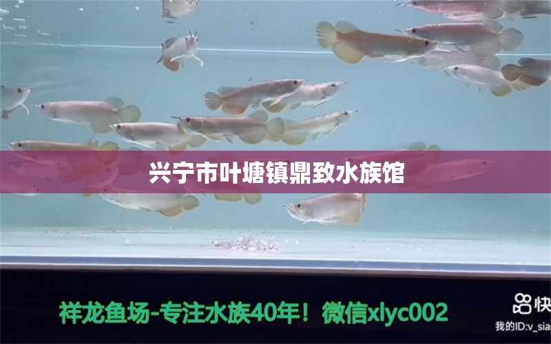 興寧市葉塘鎮(zhèn)鼎致水族館 觀賞魚企業(yè)目錄