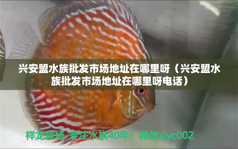 興安盟水族批發(fā)市場(chǎng)地址在哪里呀（興安盟水族批發(fā)市場(chǎng)地址在哪里呀電話）