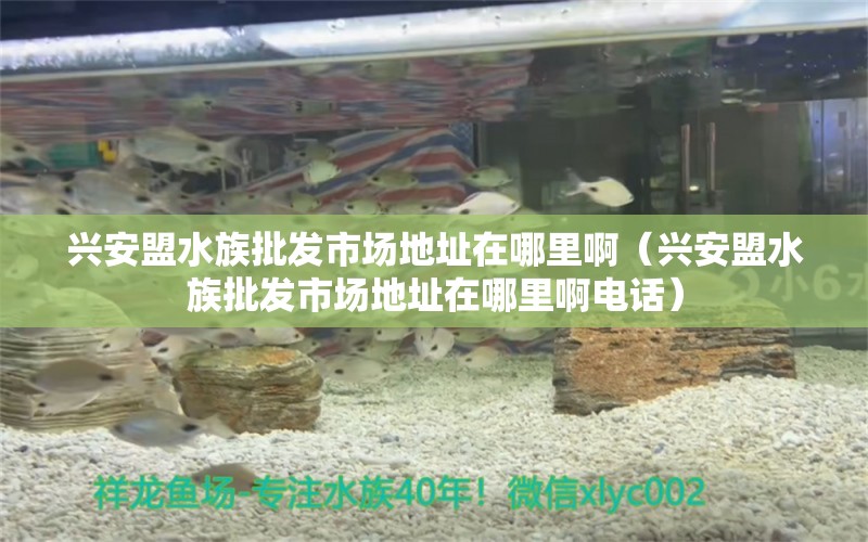 興安盟水族批發(fā)市場(chǎng)地址在哪里?。ㄅd安盟水族批發(fā)市場(chǎng)地址在哪里啊電話）