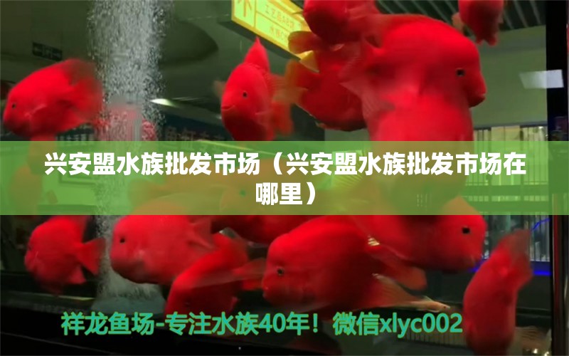 興安盟水族批發(fā)市場（興安盟水族批發(fā)市場在哪里） 觀賞魚水族批發(fā)市場