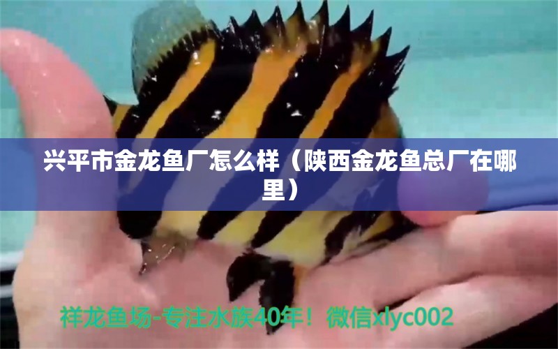 興平市金龍魚廠怎么樣（陜西金龍魚總廠在哪里）