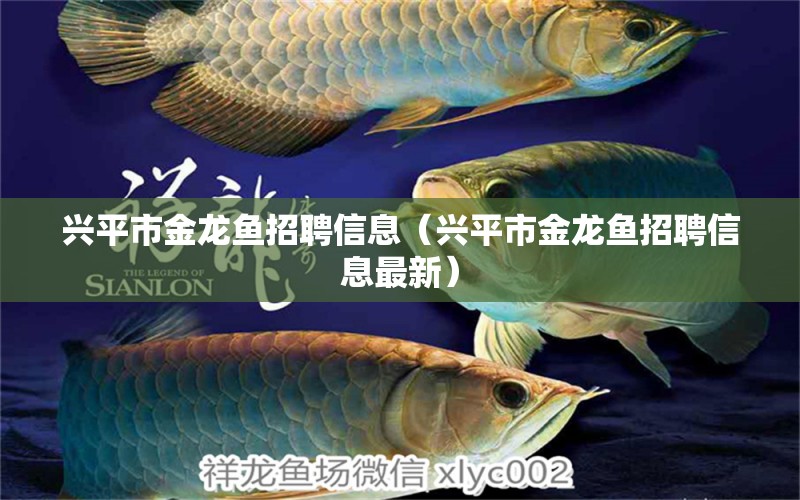 興平市金龍魚招聘信息（興平市金龍魚招聘信息最新）