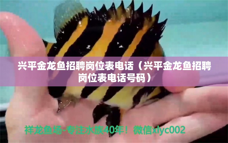 興平金龍魚招聘崗位表電話（興平金龍魚招聘崗位表電話號碼）