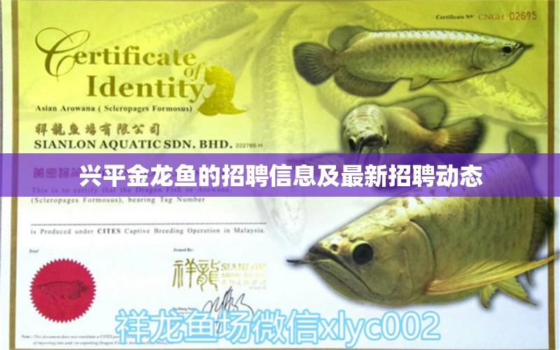 興平金龍魚的招聘信息及最新招聘動態(tài) 水族用品