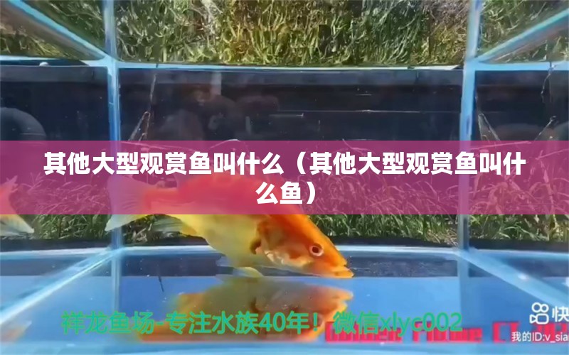 其他大型觀賞魚叫什么（其他大型觀賞魚叫什么魚） 祥龍水族醫(yī)院