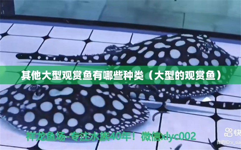 其他大型觀賞魚有哪些種類（大型的觀賞魚） 廣州觀賞魚批發(fā)市場