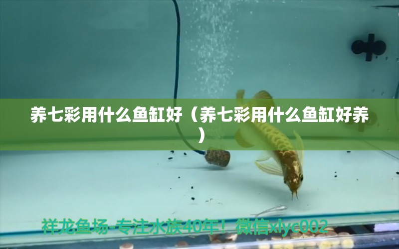 養(yǎng)七彩用什么魚缸好（養(yǎng)七彩用什么魚缸好養(yǎng)）