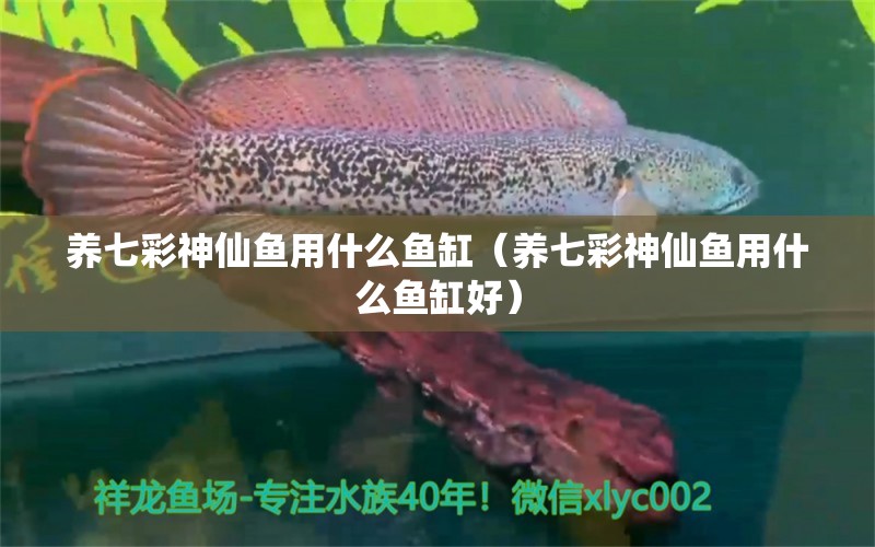 養(yǎng)七彩神仙魚用什么魚缸（養(yǎng)七彩神仙魚用什么魚缸好） 七彩神仙魚