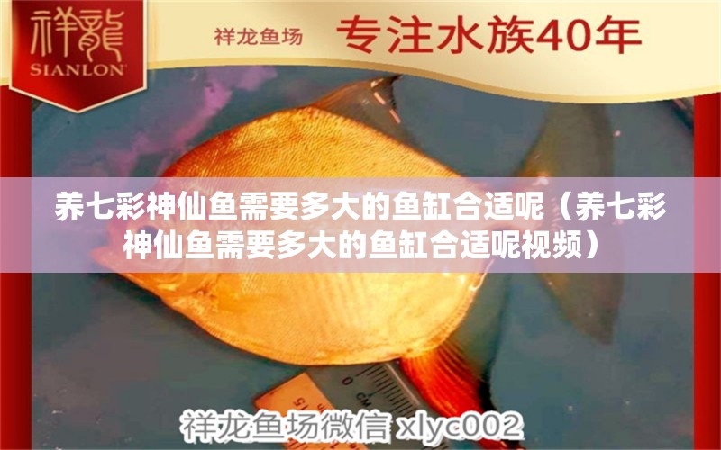 養(yǎng)七彩神仙魚需要多大的魚缸合適呢（養(yǎng)七彩神仙魚需要多大的魚缸合適呢視頻） 七彩神仙魚