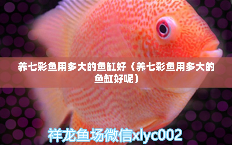 養(yǎng)七彩魚用多大的魚缸好（養(yǎng)七彩魚用多大的魚缸好呢）