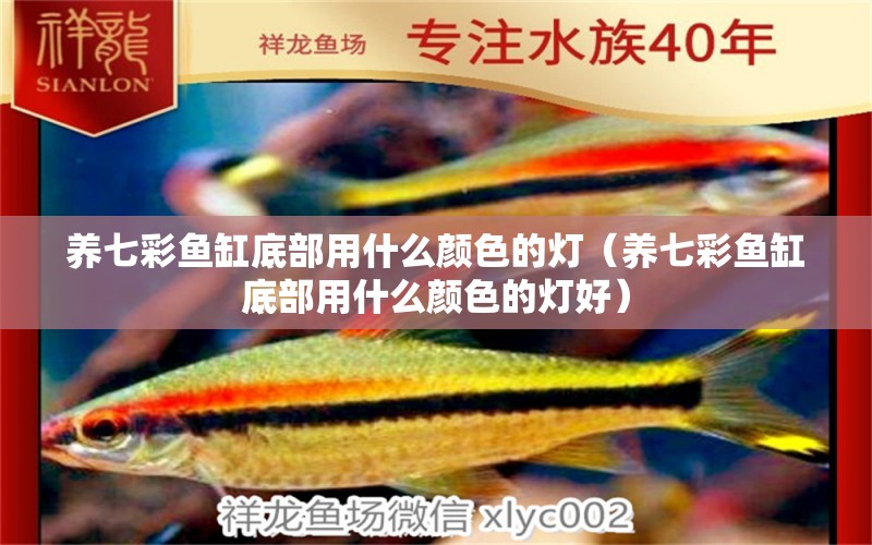 養(yǎng)七彩魚缸底部用什么顏色的燈（養(yǎng)七彩魚缸底部用什么顏色的燈好） 觀賞魚市場（混養(yǎng)魚）