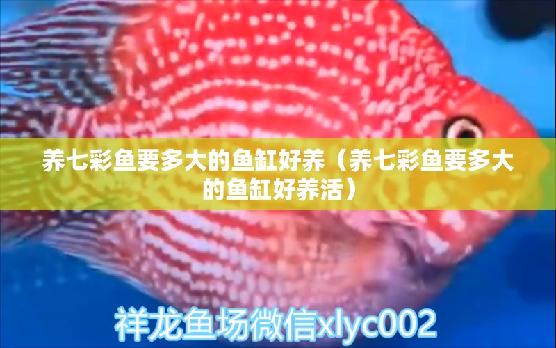 養(yǎng)七彩魚要多大的魚缸好養(yǎng)（養(yǎng)七彩魚要多大的魚缸好養(yǎng)活）