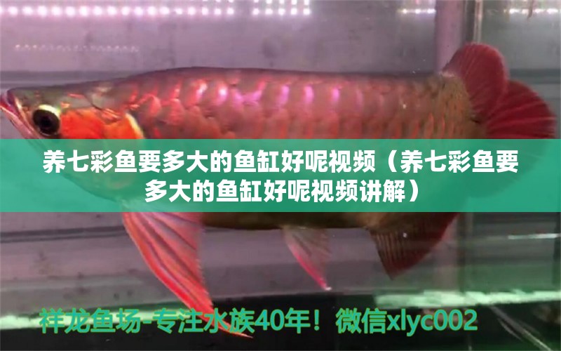 養(yǎng)七彩魚要多大的魚缸好呢視頻（養(yǎng)七彩魚要多大的魚缸好呢視頻講解）