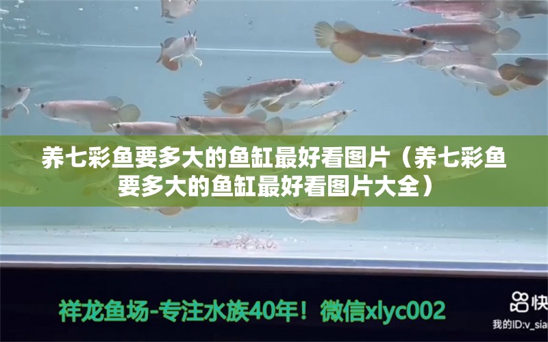 養(yǎng)七彩魚要多大的魚缸最好看圖片（養(yǎng)七彩魚要多大的魚缸最好看圖片大全）