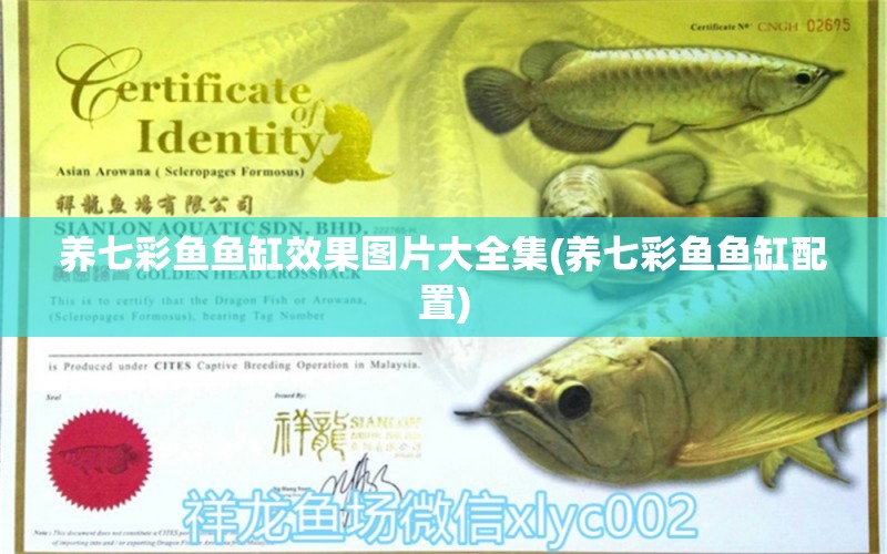 養(yǎng)七彩魚魚缸效果圖片大全集(養(yǎng)七彩魚魚缸配置)