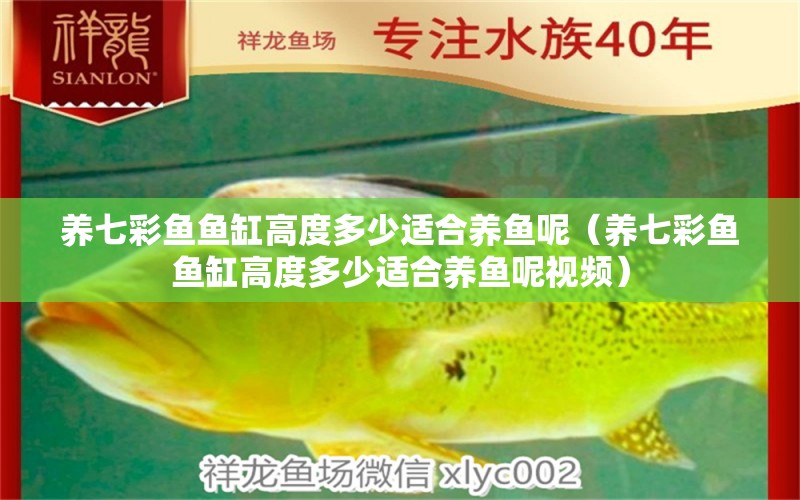 養(yǎng)七彩魚魚缸高度多少適合養(yǎng)魚呢（養(yǎng)七彩魚魚缸高度多少適合養(yǎng)魚呢視頻）