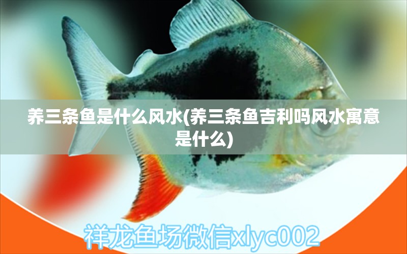 養(yǎng)三條魚是什么風(fēng)水(養(yǎng)三條魚吉利嗎風(fēng)水寓意是什么) 魚缸風(fēng)水