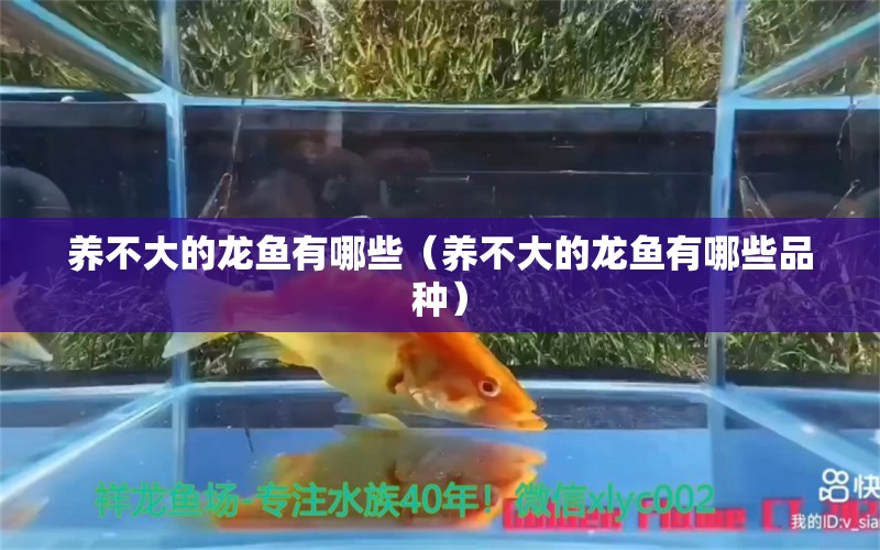 養(yǎng)不大的龍魚有哪些（養(yǎng)不大的龍魚有哪些品種）