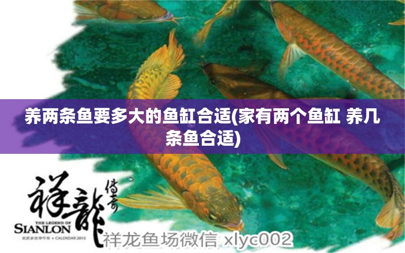 養(yǎng)兩條魚要多大的魚缸合適(家有兩個魚缸 養(yǎng)幾條魚合適) 翡翠鳳凰魚