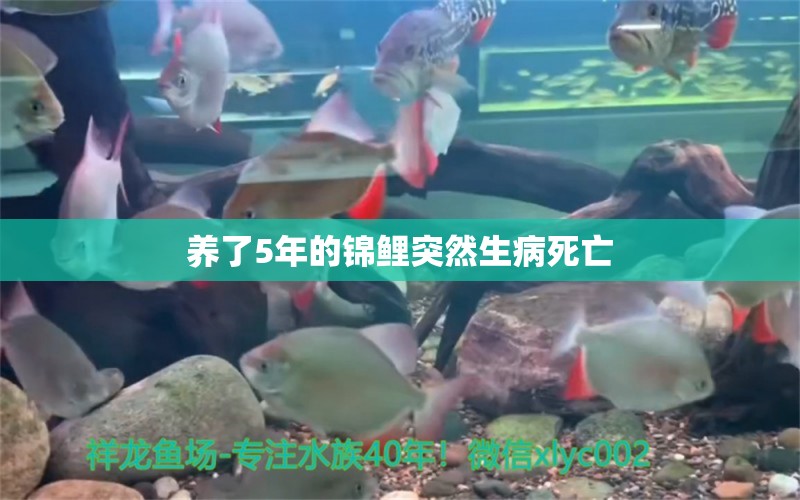 養(yǎng)了5年的錦鯉突然生病死亡 觀賞魚論壇 第2張