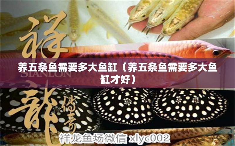 養(yǎng)五條魚需要多大魚缸（養(yǎng)五條魚需要多大魚缸才好） 觀賞魚市場（混養(yǎng)魚）