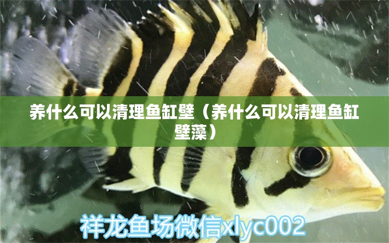 養(yǎng)什么可以清理魚缸壁（養(yǎng)什么可以清理魚缸壁藻） 帝王三間魚