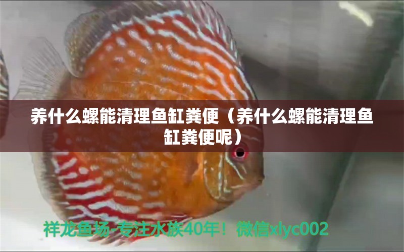 養(yǎng)什么螺能清理魚缸糞便（養(yǎng)什么螺能清理魚缸糞便呢）