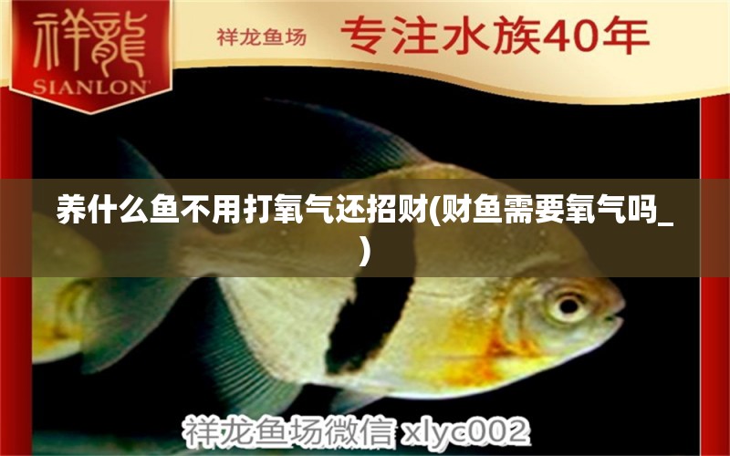 養(yǎng)什么魚(yú)不用打氧氣還招財(cái)(財(cái)魚(yú)需要氧氣嗎_) 進(jìn)口元寶鳳凰魚(yú)