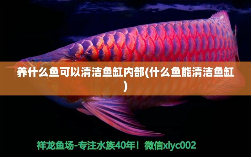 養(yǎng)什么魚可以清潔魚缸內(nèi)部(什么魚能清潔魚缸) 伊巴卡魚