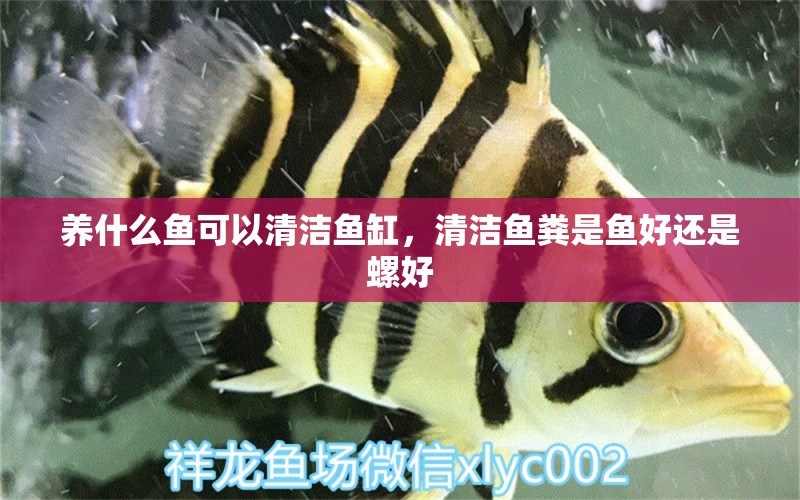 養(yǎng)什么魚(yú)可以清潔魚(yú)缸，清潔魚(yú)糞是魚(yú)好還是螺好