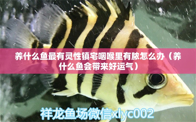 養(yǎng)什么魚最有靈性鎮(zhèn)宅咽喉里有膿怎么辦（養(yǎng)什么魚會帶來好運氣） 紅龍魚魚糧飼料