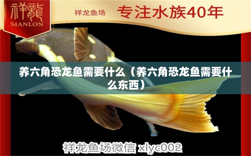 養(yǎng)六角恐龍魚需要什么（養(yǎng)六角恐龍魚需要什么東西）