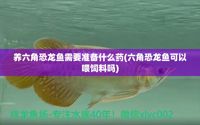 養(yǎng)六角恐龍魚需要準(zhǔn)備什么藥(六角恐龍魚可以喂飼料嗎) 細(xì)線銀版魚 第1張