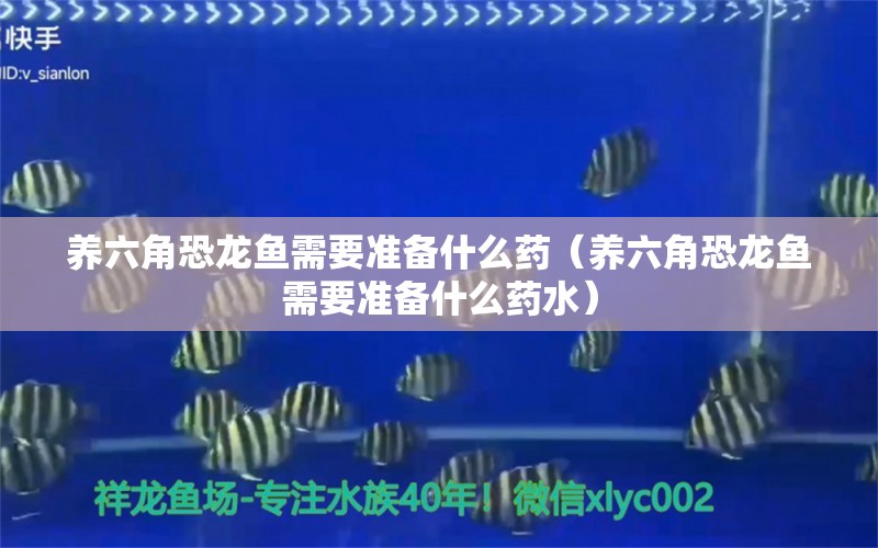 養(yǎng)六角恐龍魚需要準(zhǔn)備什么藥（養(yǎng)六角恐龍魚需要準(zhǔn)備什么藥水） 帝王迷宮魚