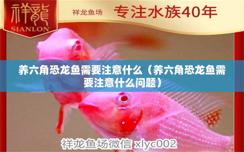 養(yǎng)六角恐龍魚需要注意什么（養(yǎng)六角恐龍魚需要注意什么問題） 祥龍水族醫(yī)院