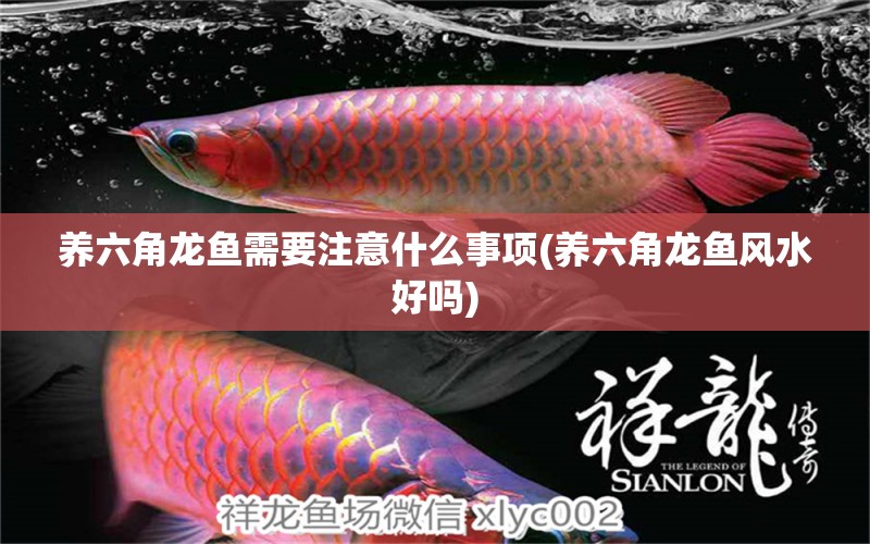 養(yǎng)六角龍魚需要注意什么事項(養(yǎng)六角龍魚風水好嗎) 魚缸風水