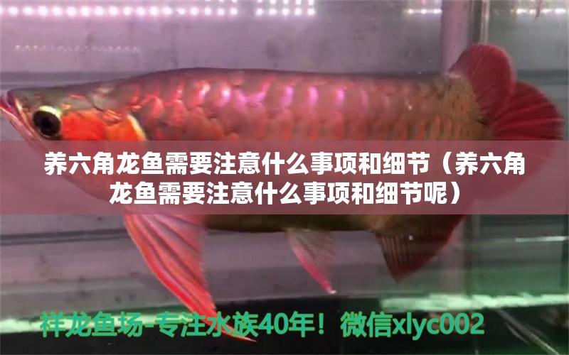 養(yǎng)六角龍魚需要注意什么事項和細節(jié)（養(yǎng)六角龍魚需要注意什么事項和細節(jié)呢） 廣州龍魚批發(fā)市場