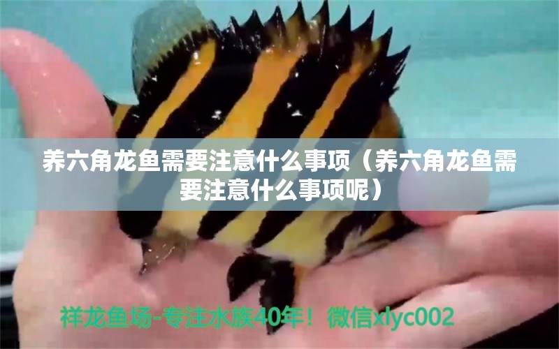 養(yǎng)六角龍魚需要注意什么事項（養(yǎng)六角龍魚需要注意什么事項呢）