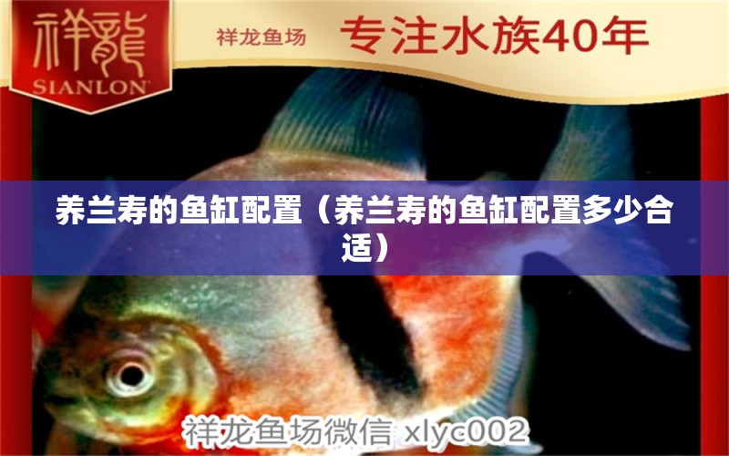 養(yǎng)蘭壽的魚缸配置（養(yǎng)蘭壽的魚缸配置多少合適）