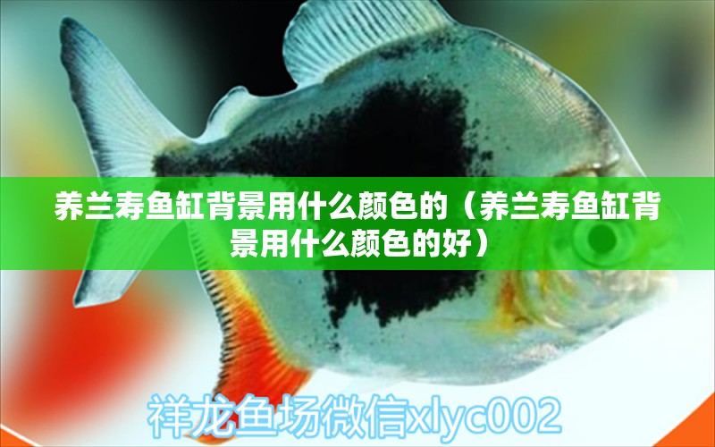 養(yǎng)蘭壽魚缸背景用什么顏色的（養(yǎng)蘭壽魚缸背景用什么顏色的好）