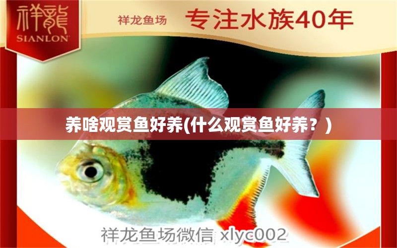 養(yǎng)啥觀賞魚(yú)好養(yǎng)(什么觀賞魚(yú)好養(yǎng)？) 養(yǎng)魚(yú)的好處