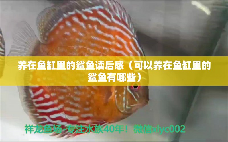 養(yǎng)在魚缸里的鯊魚讀后感（可以養(yǎng)在魚缸里的鯊魚有哪些）