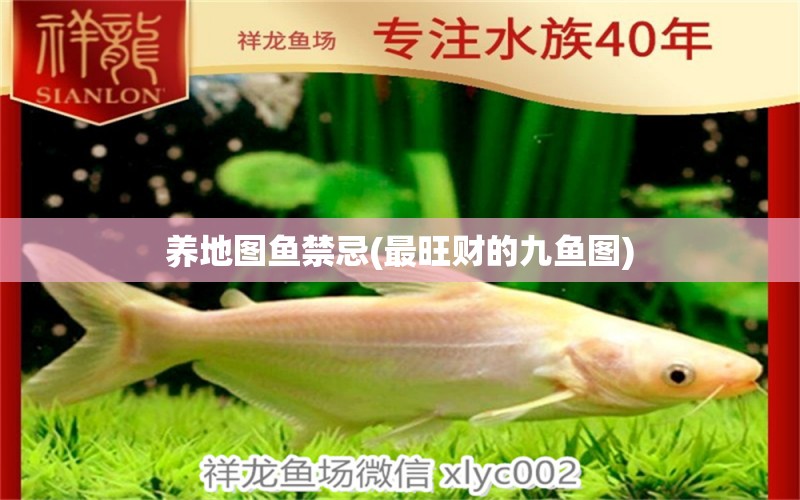 養(yǎng)地圖魚禁忌(最旺財(cái)?shù)木鹏~圖) 觀賞魚 第1張