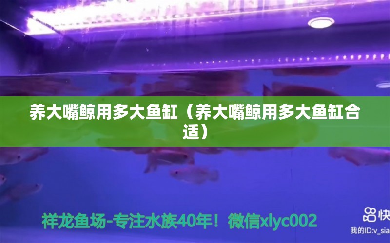 養(yǎng)大嘴鯨用多大魚缸（養(yǎng)大嘴鯨用多大魚缸合適） 祥龍水族醫(yī)院