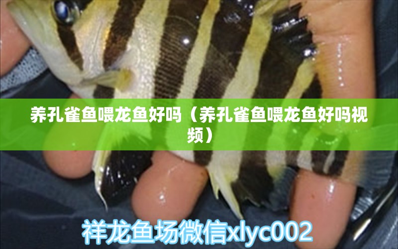 養(yǎng)孔雀魚喂龍魚好嗎（養(yǎng)孔雀魚喂龍魚好嗎視頻）