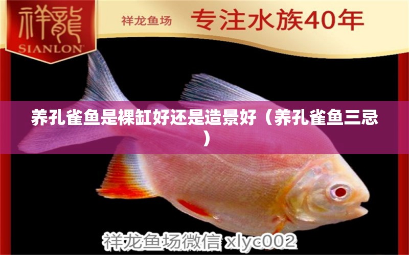 養(yǎng)孔雀魚是裸缸好還是造景好（養(yǎng)孔雀魚三忌） 綠皮辣椒小紅龍