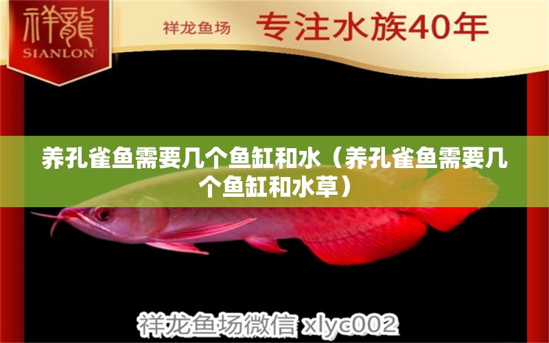 養(yǎng)孔雀魚需要幾個(gè)魚缸和水（養(yǎng)孔雀魚需要幾個(gè)魚缸和水草） 水草